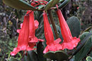 Rhododendron dutartrei