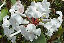 Rhododendron edanoi ssp. pneumonanthum