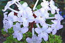 Rhododendron edanoi ssp. pneumonanthum