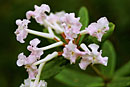 Rhododendron edanoi