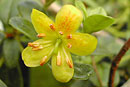 Rhododendron emarginatum