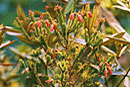 Rhododendron ericoides