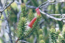 Rhododendron ericoides