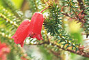 Rhododendron ericoides