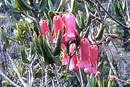 Rhododendron evelyneae