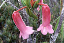 Rhododendron evelyneae