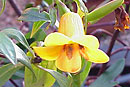 Rhododendron exuberans