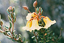 Rhododendron eymae