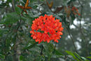 Rhododendron fallacinum