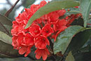 Rhododendron fallacinum