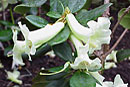 Rhododendron flavoviride