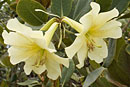 Rhododendron gardenia