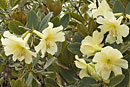 Rhododendron gardenia