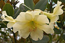 Rhododendron gardenia