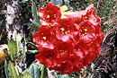 Rhododendron glabriflorum