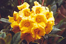 Rhododendron glabriflorum