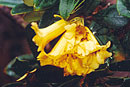 Rhododendron glabriflorum