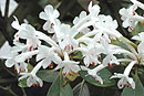 Rhododendron goodenoughii