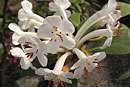 Rhododendron goodenoughii