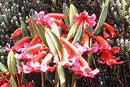 Rhododendron haematophthalmum