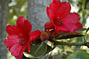 Rhododendron hellwigii