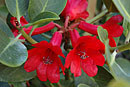 Rhododendron hellwigii