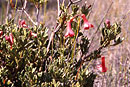 Rhododendron helodes