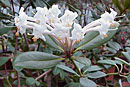 Rhododendron herzogii