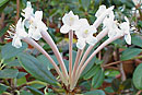 Rhododendron herzogii