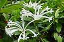 Rhododendron herzogii