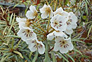 Rhododendron himantodes