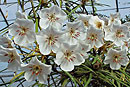 Rhododendron himantodes