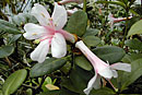 Rhododendron hyacinthosmum