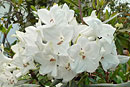 Rhododendron impositum