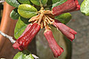 Rhododendron inconspicuum