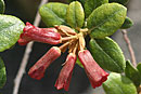 Rhododendron inconspicuum