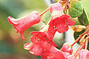 Rhododendron inconspicuum