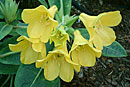 Rhododendron intranervatum