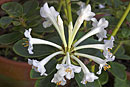 Rhododendron inundatum