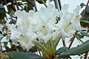 Rhododendron inundatum