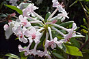 Rhododendron jasminiflorum