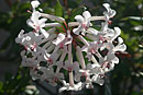 Rhododendron jasminiflorum