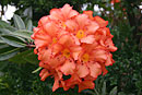 Rhododendron javanicum ssp. brookeanum