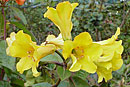 Rhododendron javanicum ssp. moultonii