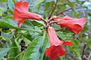 Rhododendron javanicum ssp. schadenbergii