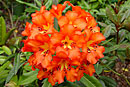 Rhododendron javanicum ssp. brookeanum