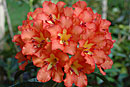 Rhododendron javanicum ssp. brookeanum