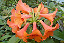 Rhododendron javanicum ssp. teysmannii