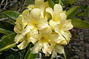 Rhododendron javanicum