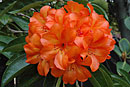 Rhododendron javanicum